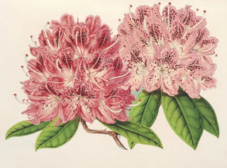 Rhododendron omniguttatum hybride - Charles Antoine Lemaire — Ansicht des Kunstwerks