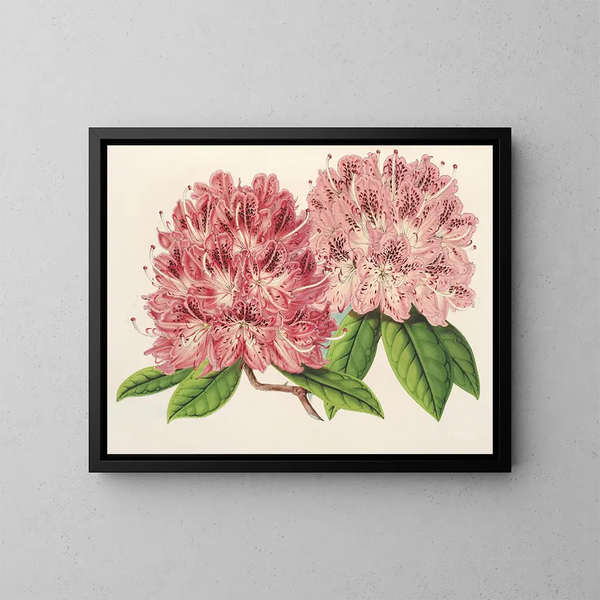 Rhododendron omniguttatum hybride - Charles Antoine Lemaire — gerahmtes Bild an der Wand