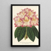 Reproduktion des Gemäldes Rhododendron ornatissimum hybride - Charles Antoine Lemaire