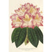 Reproduktion des Gemäldes Rhododendron ornatissimum hybride - Charles Antoine Lemaire