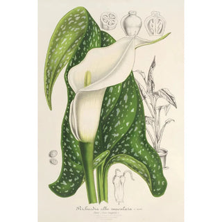 Charles Antoine Lemaire - Richardia albomaculata.webp