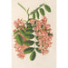 Reproduktion des Gemäldes Robinia pseudacacia var. Decaisneana - Charles Antoine Lemaire