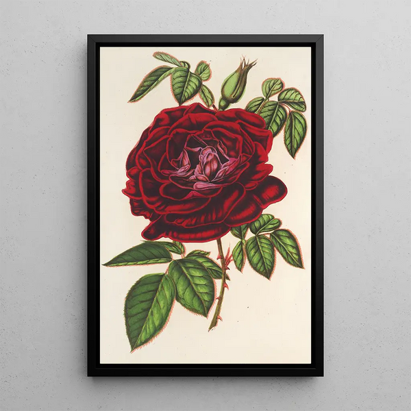 Charles Antoine Lemaire - Rose Empereur du Mexique remontante.webp