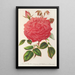 Reproduktion des Gemäldes Rose Île Bourbon var. Souvenir de la Malmaison à fleurs roses - Charles Antoine Lemaire