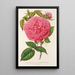 Reproduktion des Gemäldes Rose Madame Furtado - Charles Antoine Lemaire