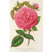 Reproduktion des Gemäldes Rose Madame Furtado - Charles Antoine Lemaire
