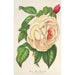 Rose Président Thiers - Charles Antoine Lemaire — Ansicht des Kunstwerks