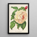 Rose Président Thiers - Charles Antoine Lemaire — gerahmtes Bild an der Wand