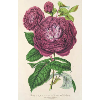 Charles Antoine Lemaire - Rose Reine des Violettes.webp