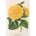 Rose Thé Marchal Niel - Charles Antoine Lemaire — Ansicht des Kunstwerks
