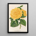 Rose Thé Marchal Niel - Charles Antoine Lemaire — gerahmtes Bild an der Wand