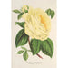 Rose Thé l'Enfant Trouvé - Charles Antoine Lemaire — Ansicht des Kunstwerks