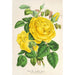 Reproduktion des Gemäldes Rose Thé Isabelle Grey - Charles Antoine Lemaire