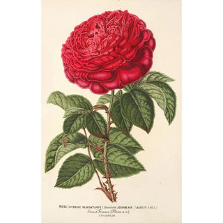 Charles Antoine Lemaire - Rose hybr remont Monsieur Journeaux.webp