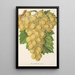 Reproduktion des Gemäldes Trauben Royal Vineyard - Charles Antoine Lemaire