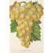 Reproduktion des Gemäldes Trauben Royal Vineyard - Charles Antoine Lemaire