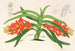 Saccolabium curvifolium - Charles Antoine Lemaire — Ansicht des Kunstwerks