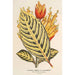 Reproduktion des Gemäldes Sanchezia nobilis var. glaucophylla - Charles Antoine Lemaire