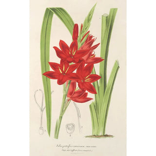 Charles Antoine Lemaire - Schizostylis coccinea W H Harvey.webp