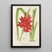 Schizostylis coccinea W. H. Harvey - Charles Antoine Lemaire — gerahmtes Bild an der Wand