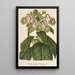 Reproduktion des Gemäldes Sciadocalyx digitaliflora - Charles Antoine Lemaire