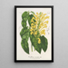 Scutellaria aurata - Charles Antoine Lemaire — gerahmtes Bild an der Wand