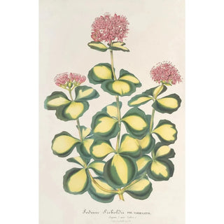 Charles Antoine Lemaire - Sedum Sieboldii.webp