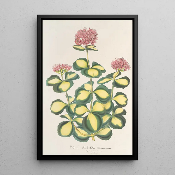 Charles Antoine Lemaire - Sedum Sieboldii.webp