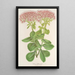 Sedum fabarium - Charles Antoine Lemaire — gerahmtes Bild an der Wand