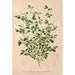 Reproduktion des Gemäldes Serissa foetida - Charles Antoine Lemaire