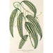 Smilax longifolia fol. variegata - Charles Antoine Lemaire — Ansicht des Kunstwerks