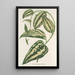 Smilax ornata - Charles Antoine Lemaire — gerahmtes Bild an der Wand
