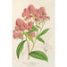 Reproduktion des Gemäldes Spiraea Nobleana - Charles Antoine Lemaire