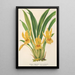 Stenia fimbriata - Charles Antoine Lemaire — gerahmtes Bild an der Wand
