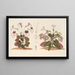 Stenogastra concinna JD Hook - Charles Antoine Lemaire — gerahmtes Bild an der Wand