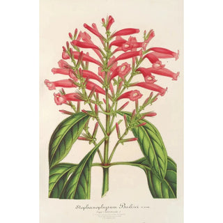 Charles Antoine Lemaire - Stephanopbysum Baikiei.webp