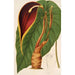 Reproduktion des Gemäldes Steudnera colocasifolia - Charles Antoine Lemaire