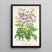 Reproduktion des Gemäldes Swainsona lessertiaefolia - Charles Antoine Lemaire