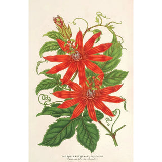 Charles Antoine Lemaire - Tacsonia Buchanani.webp
