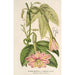 Reproduktion des Gemäldes Tacsonia quitensis var. eriantha - Charles Antoine Lemaire