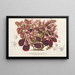 Teleianthera ficoidea var. versicolor - Charles Antoine Lemaire — gerahmtes Bild an der Wand