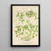 Thalictrum anemonoides - Charles Antoine Lemaire — gerahmtes Bild an der Wand
