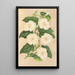 Thunbergia fragrans - Charles Antoine Lemaire — gerahmtes Bild an der Wand
