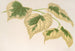 Tilia parvifolia var. fol. varieg. - Charles Antoine Lemaire — Ansicht des Kunstwerks