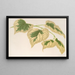 Tilia parvifolia var. fol. varieg. - Charles Antoine Lemaire — gerahmtes Bild an der Wand