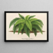 Todea Leptopteris Superba - Charles Antoine Lemaire — gerahmtes Bild an der Wand