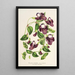 Reproduktion des Gemäldes Torenia asiatica - Charles Antoine Lemaire