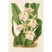 Trichopilia fragrans nobilis - Charles Antoine Lemaire — Ansicht des Kunstwerks
