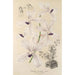 Vanda coerulea - Charles Antoine Lemaire — Ansicht des Kunstwerks
