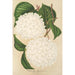 Viburnum plicatum - Charles Antoine Lemaire — Ansicht des Kunstwerks